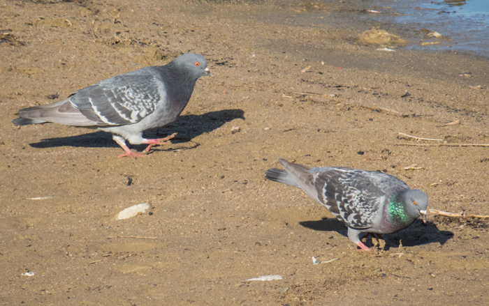 Rock Dove.jpg